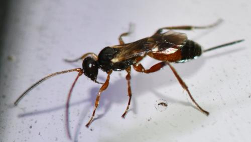 Cryptinae